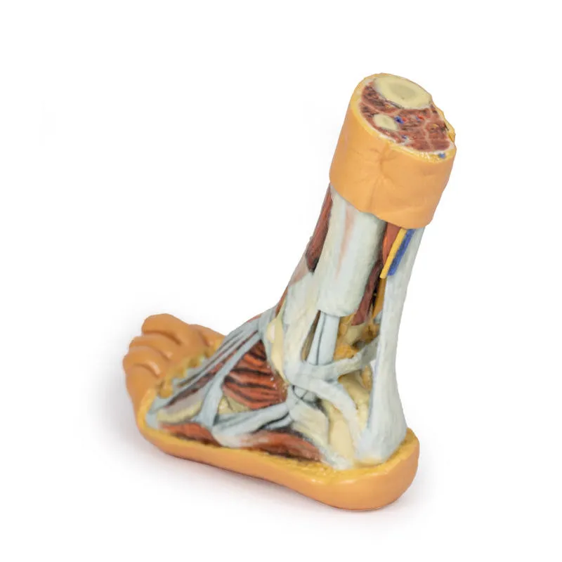 3D Printed Foot Model with superficial and deep dissection of foot