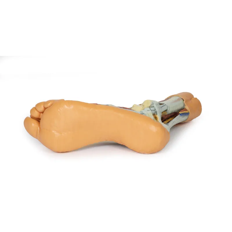 3D Printed Foot Model with superficial and deep dissection of foot