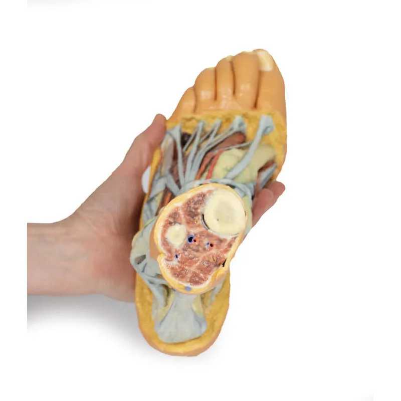 3D Printed Foot Model with superficial and deep dissection of foot
