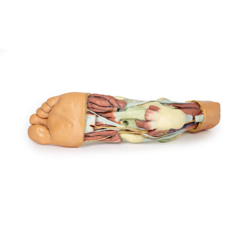 3D Printed Foot - Structures of the plantar surface