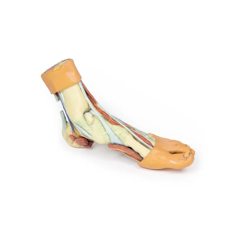 3D Printed Foot - Structures of the plantar surface