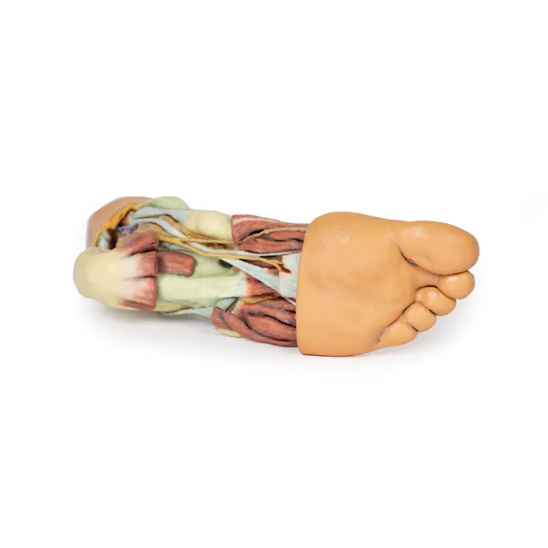 3D Printed Foot - Structures of the plantar surface