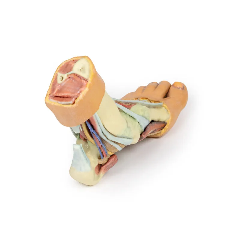 3D Printed Foot - Structures of the plantar surface