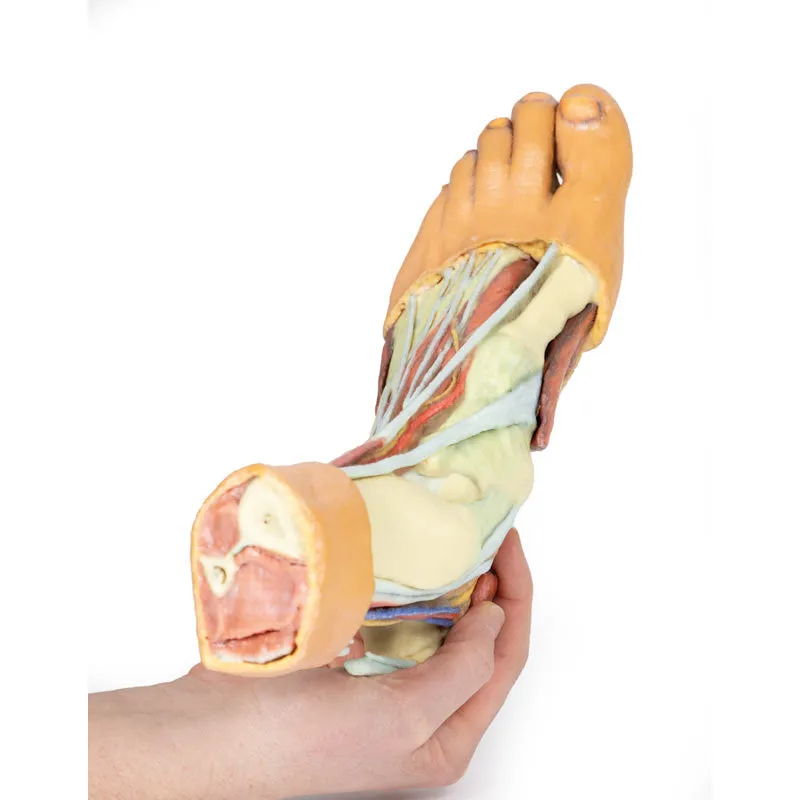 3D Printed Foot - Structures of the plantar surface