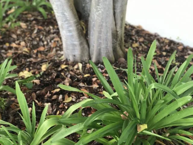 Agapanthus orientalis White