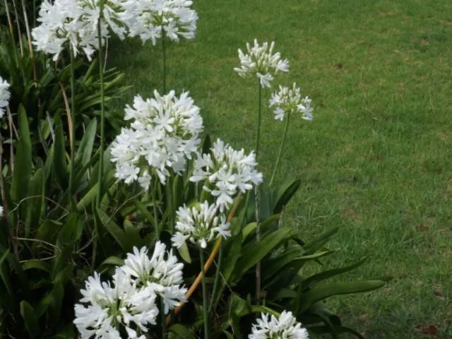 Agapanthus orientalis White