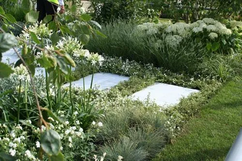 Agapanthus orientalis White