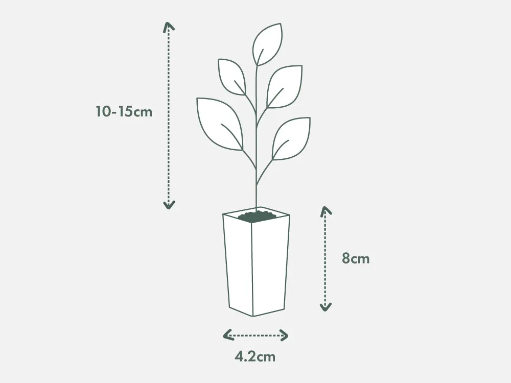 Agapanthus orientalis White