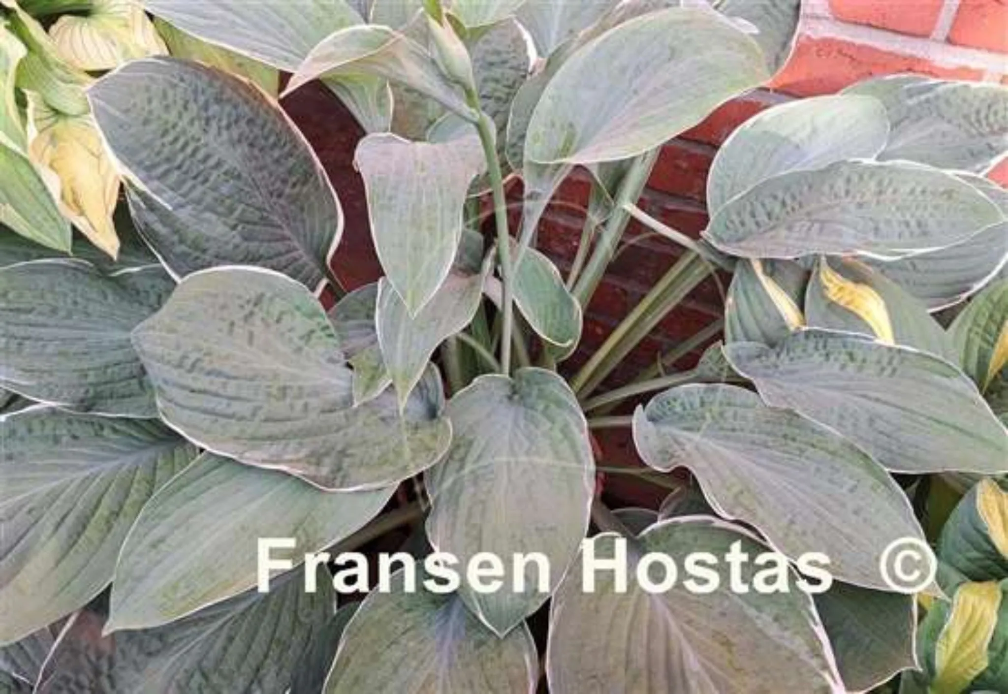 All the Way Hosta