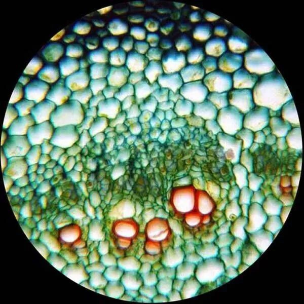 AmScope M620 Series Monocular LED Compound Microscope 40X-2500X Magnification With 18MP USB 3.0 C-mount Camera