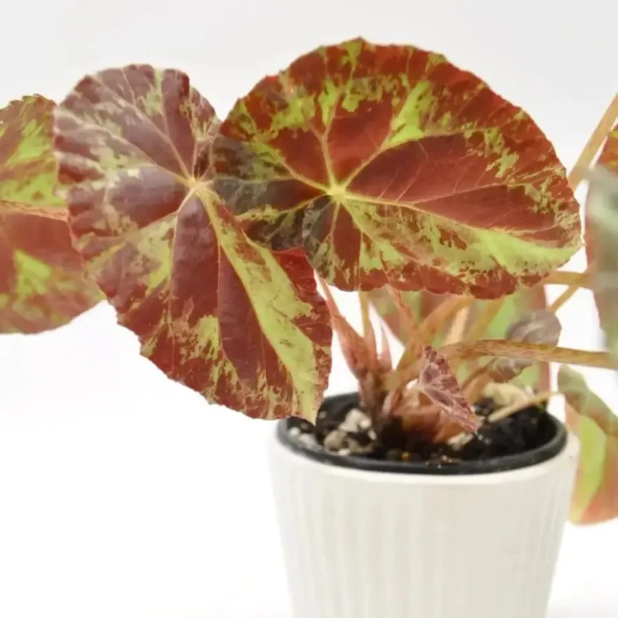 Begonia burkillii