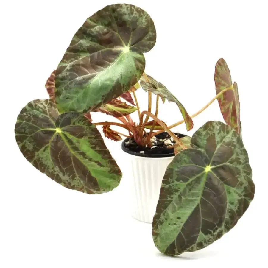 Begonia burkillii