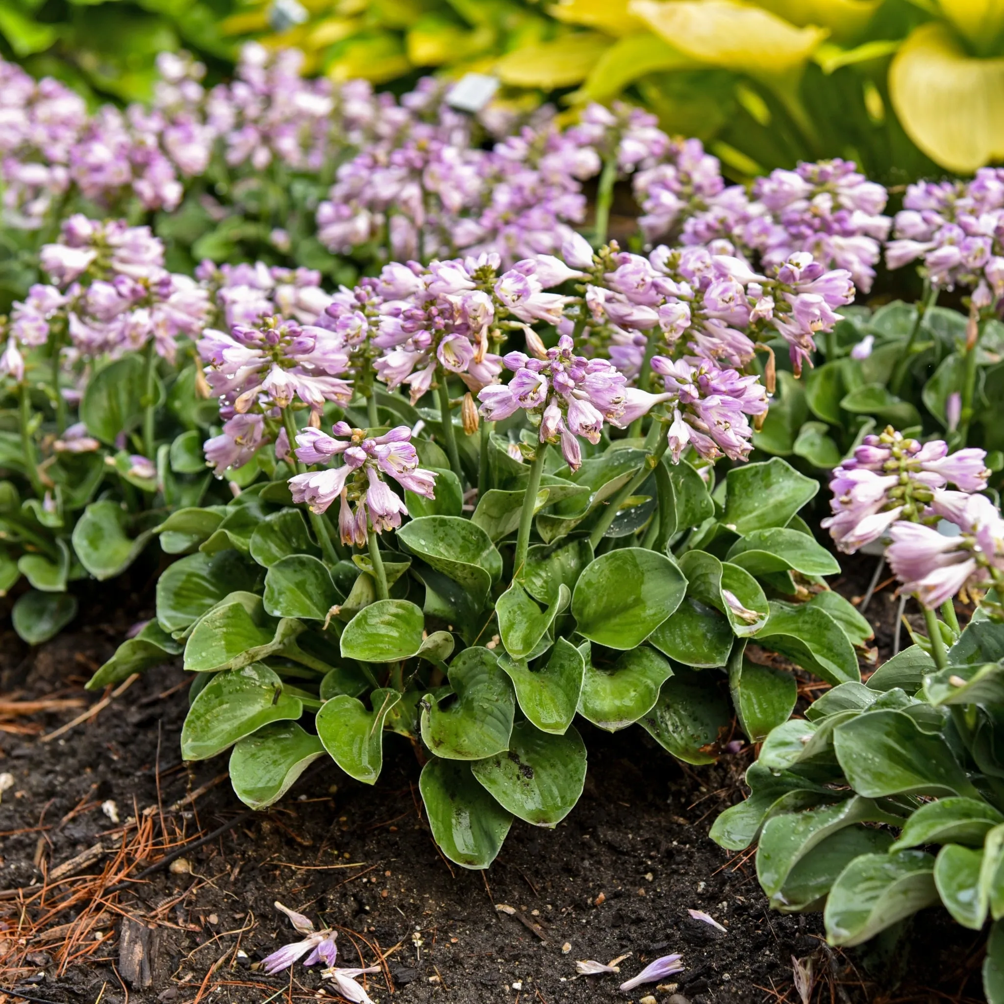 Blue Mouse Ears Hosta
