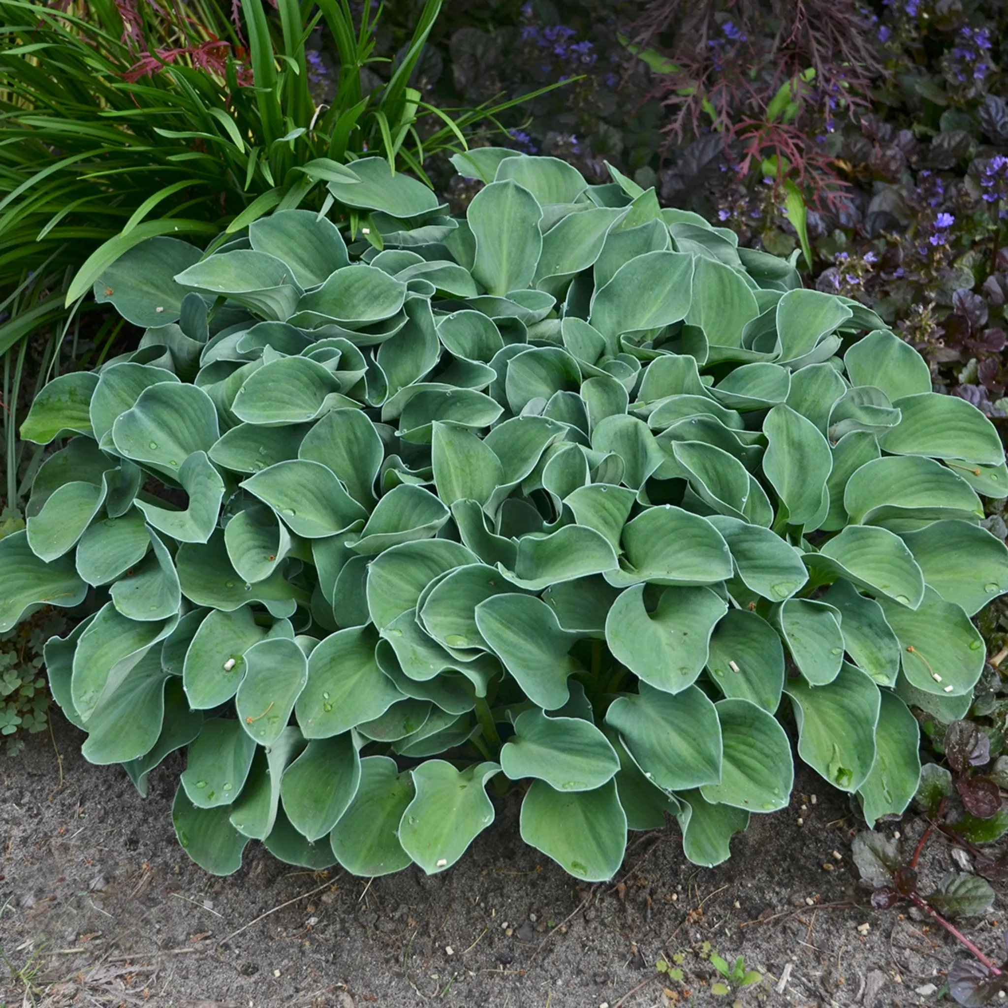 Blue Mouse Ears Hosta
