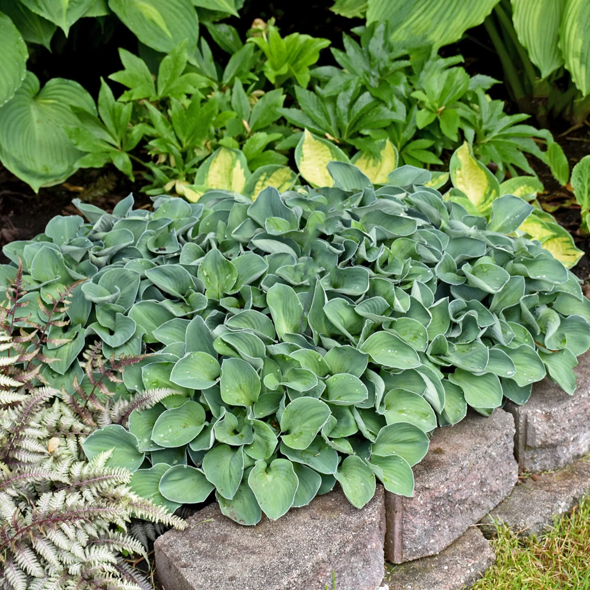 Blue Mouse Ears Hosta