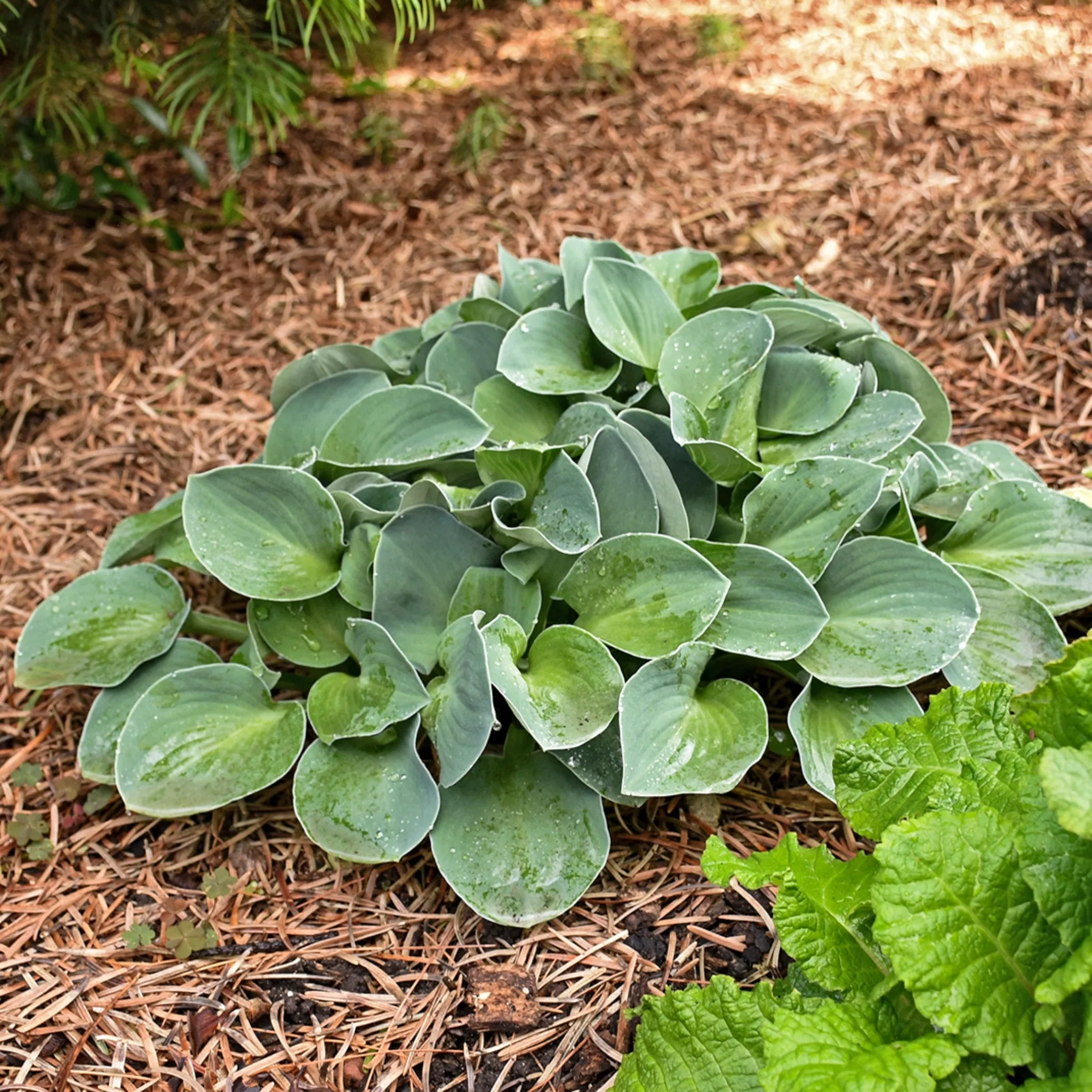 Blue Mouse Ears Hosta