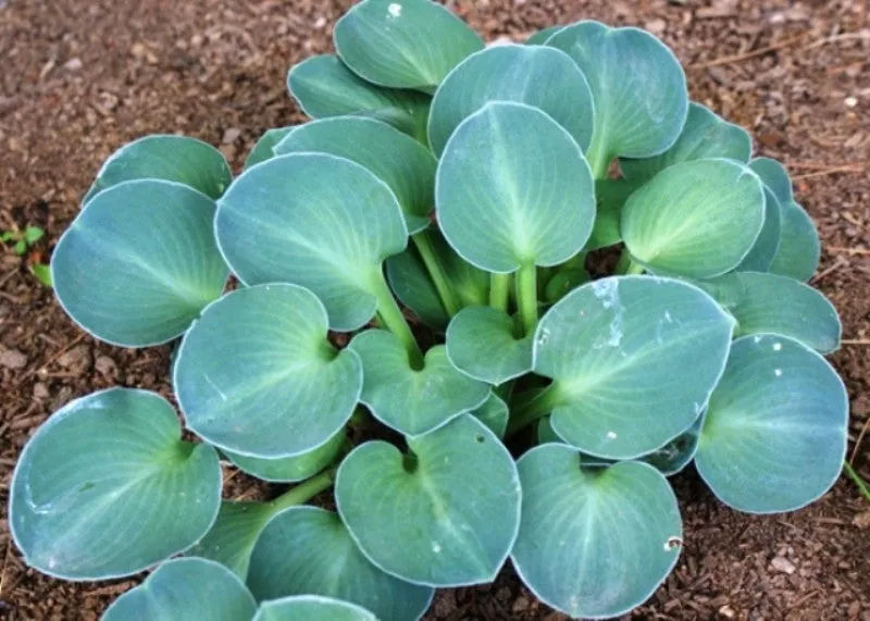 Blue Mouse Ears Hosta