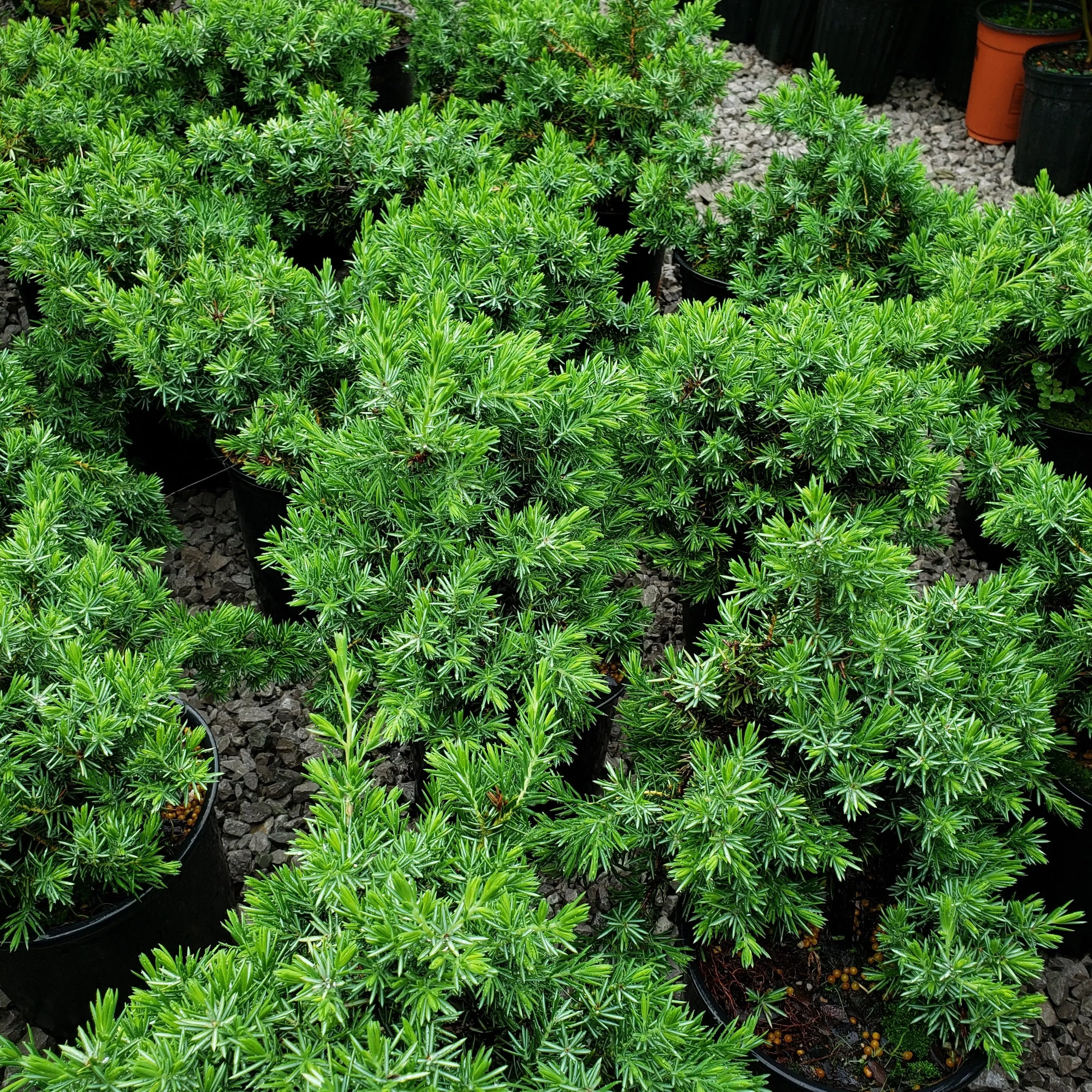 Blue Pacific Shore Juniper Shrub