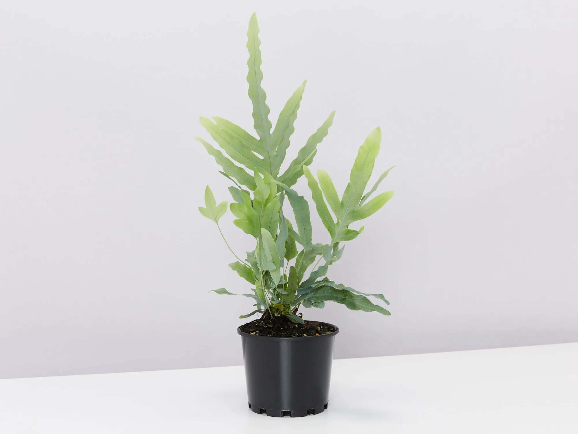 Blue Star Fern - Pot   Plant   Soil