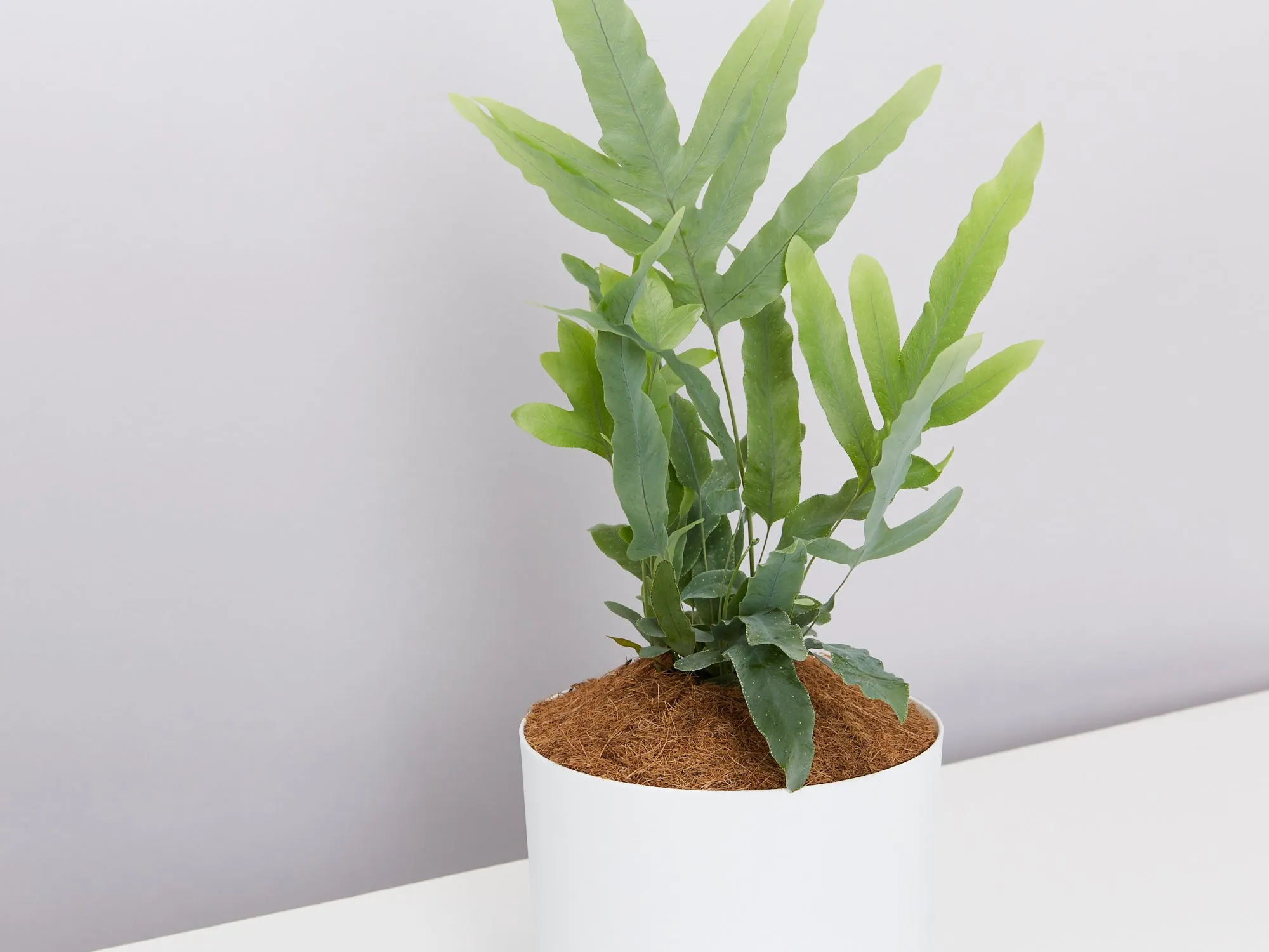 Blue Star Fern - Pot   Plant   Soil
