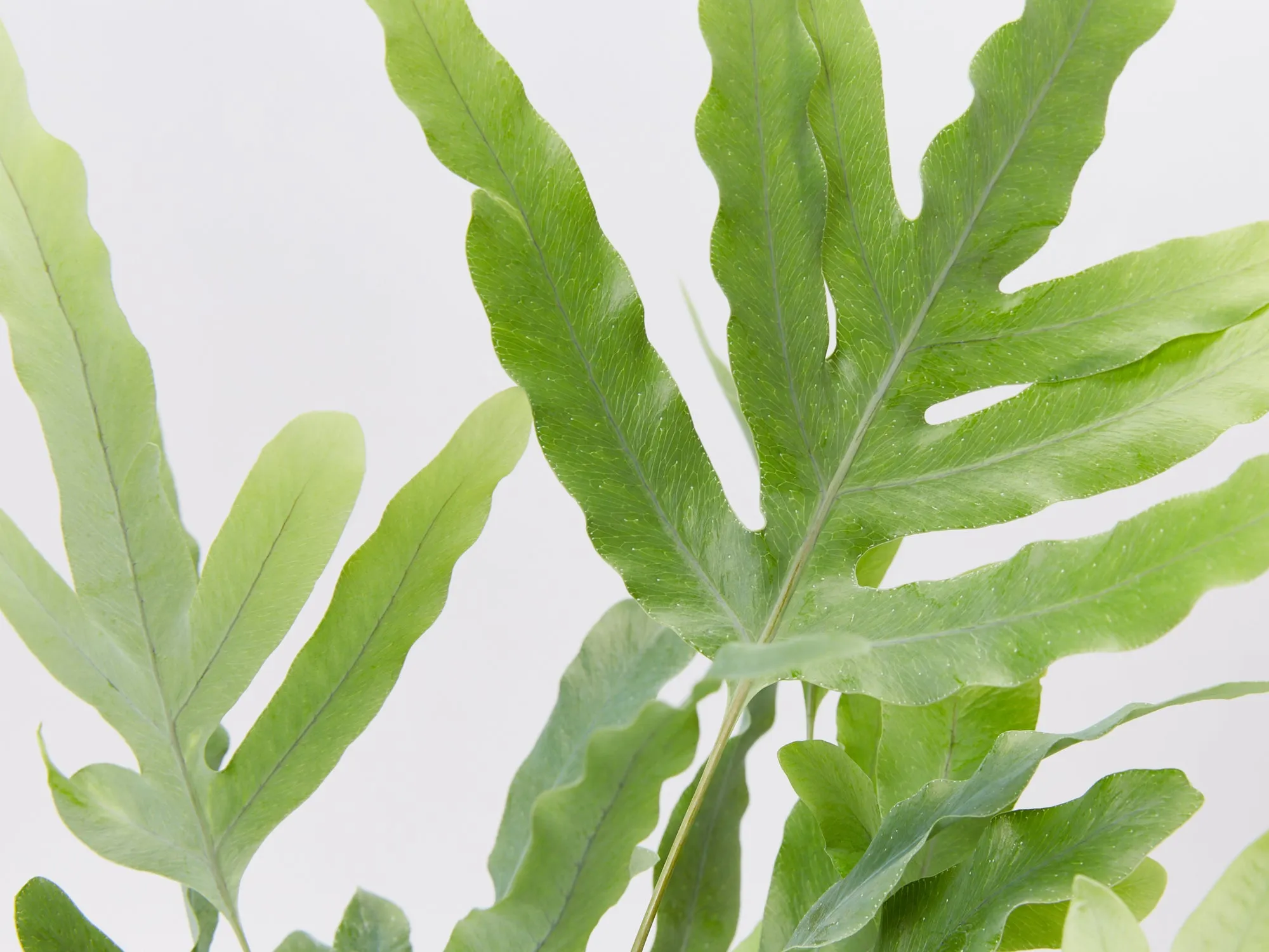 Blue Star Fern - Pot   Plant   Soil