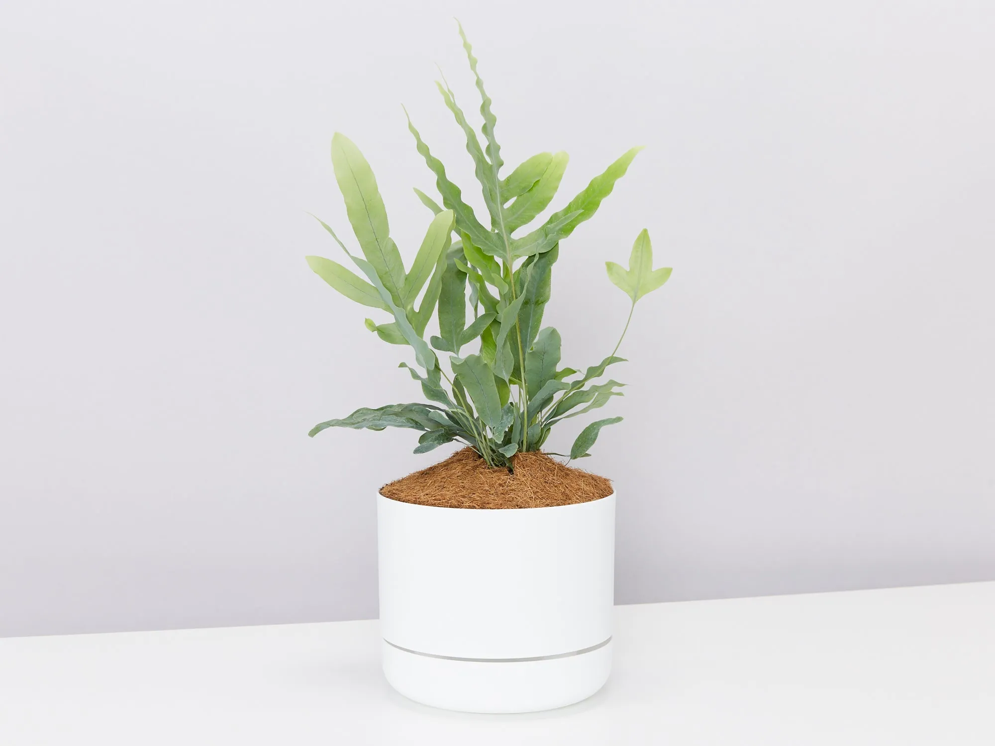 Blue Star Fern - Pot   Plant   Soil