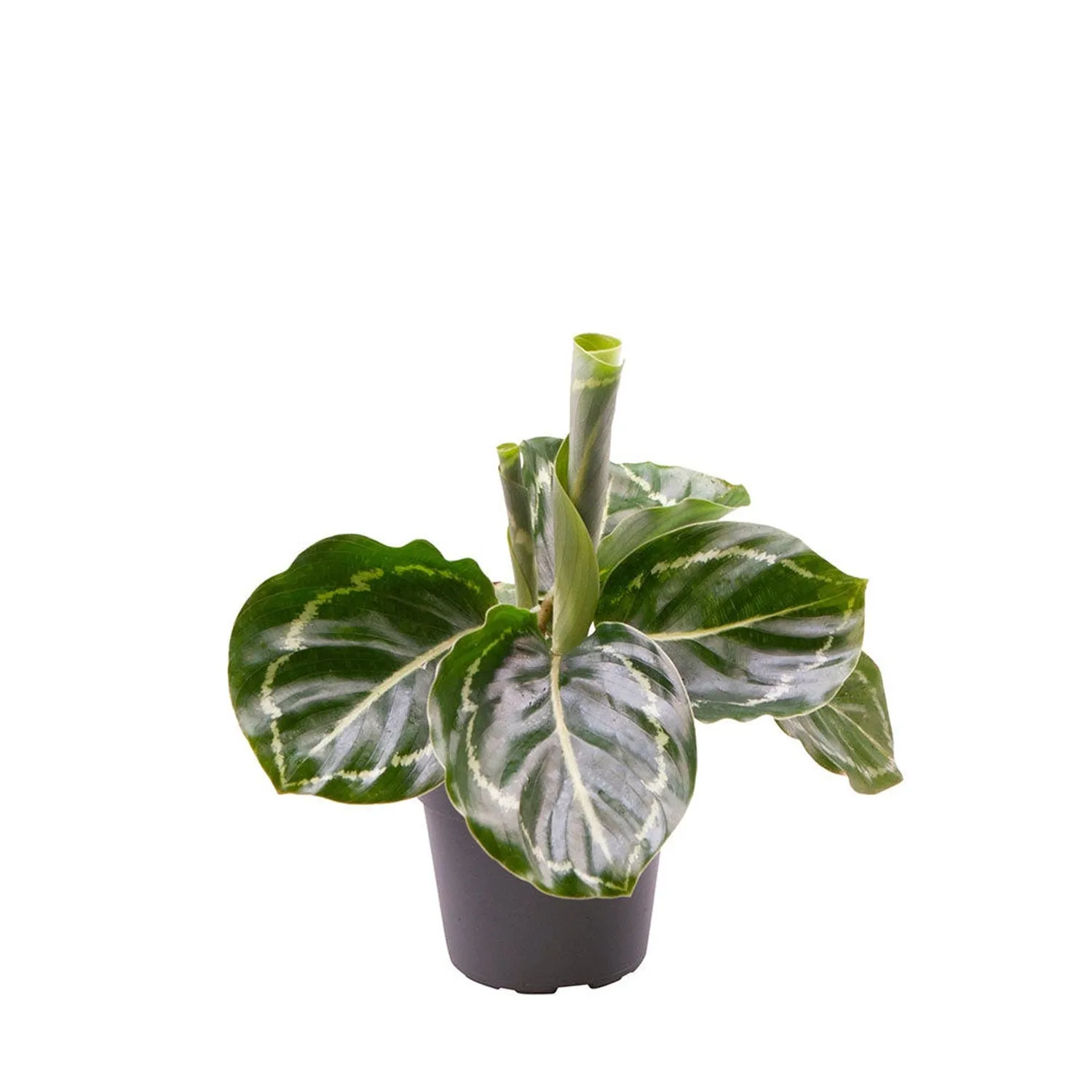 Calathea Roseopicta Green Prayer Plant House Plant 6cm Pot