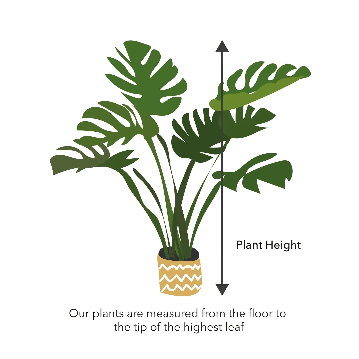 Calathea Roseopicta Green Prayer Plant House Plant 6cm Pot