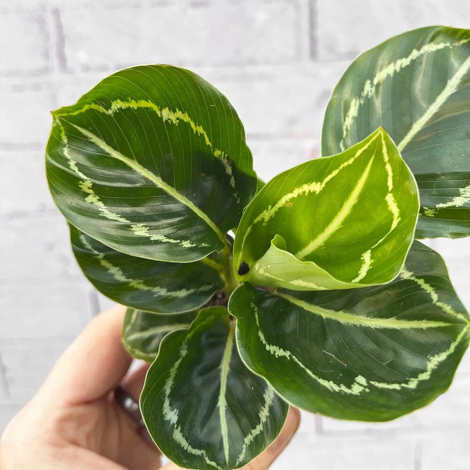 Calathea Roseopicta Green Prayer Plant House Plant 6cm Pot