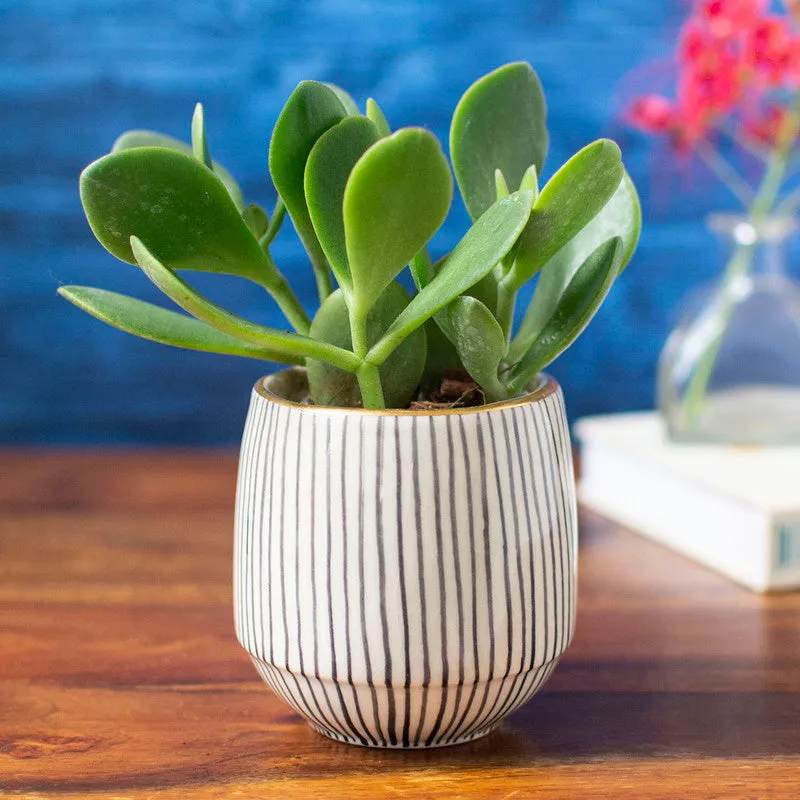 Ceramic Succulent Planter | White & Black