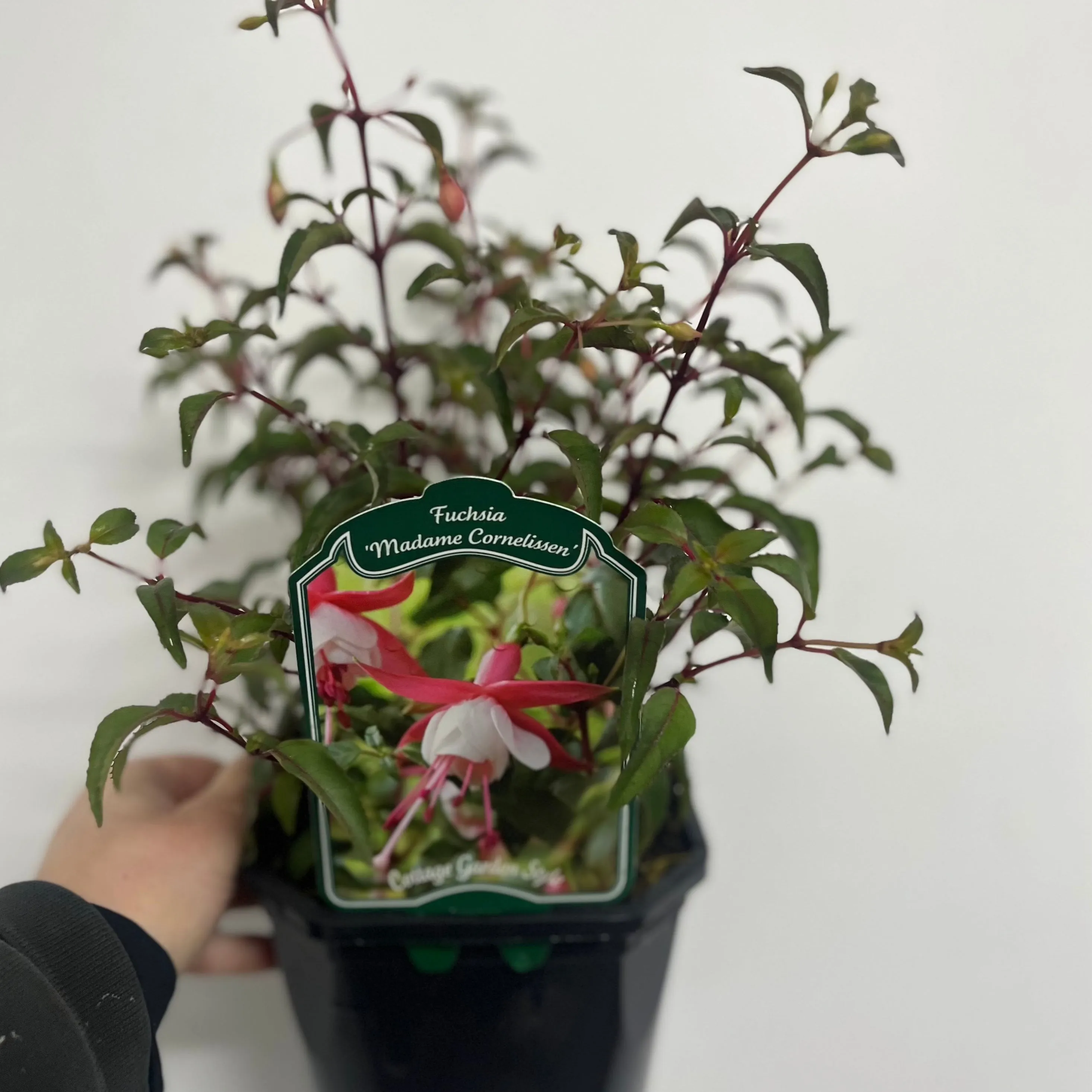 Hardy Fuchsia 'Madame Cornelissen' 2L
