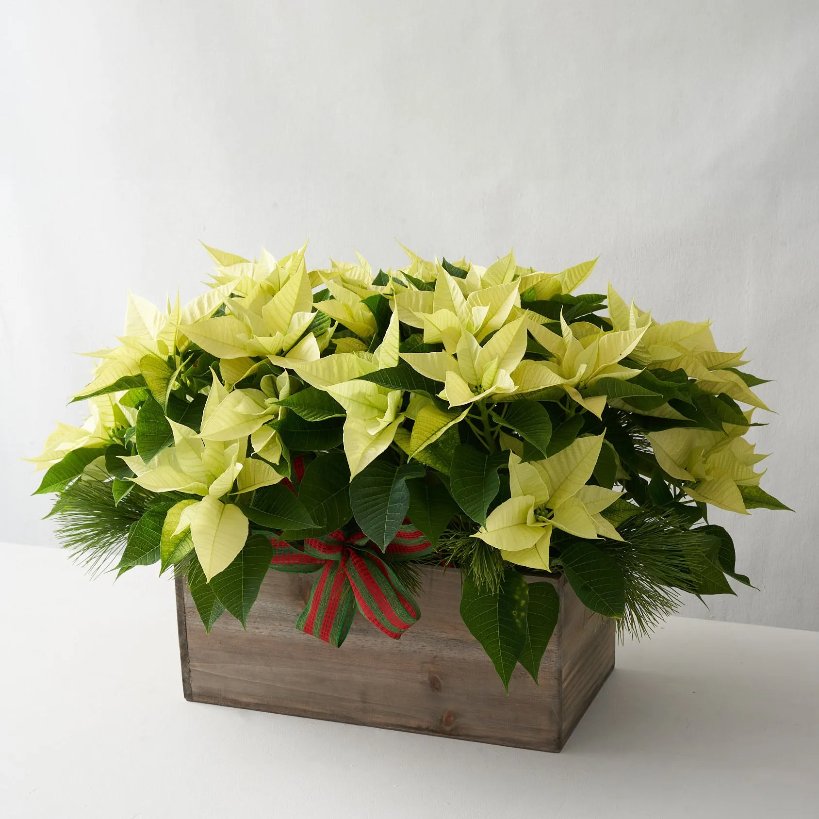White poinsettias in large wooden box