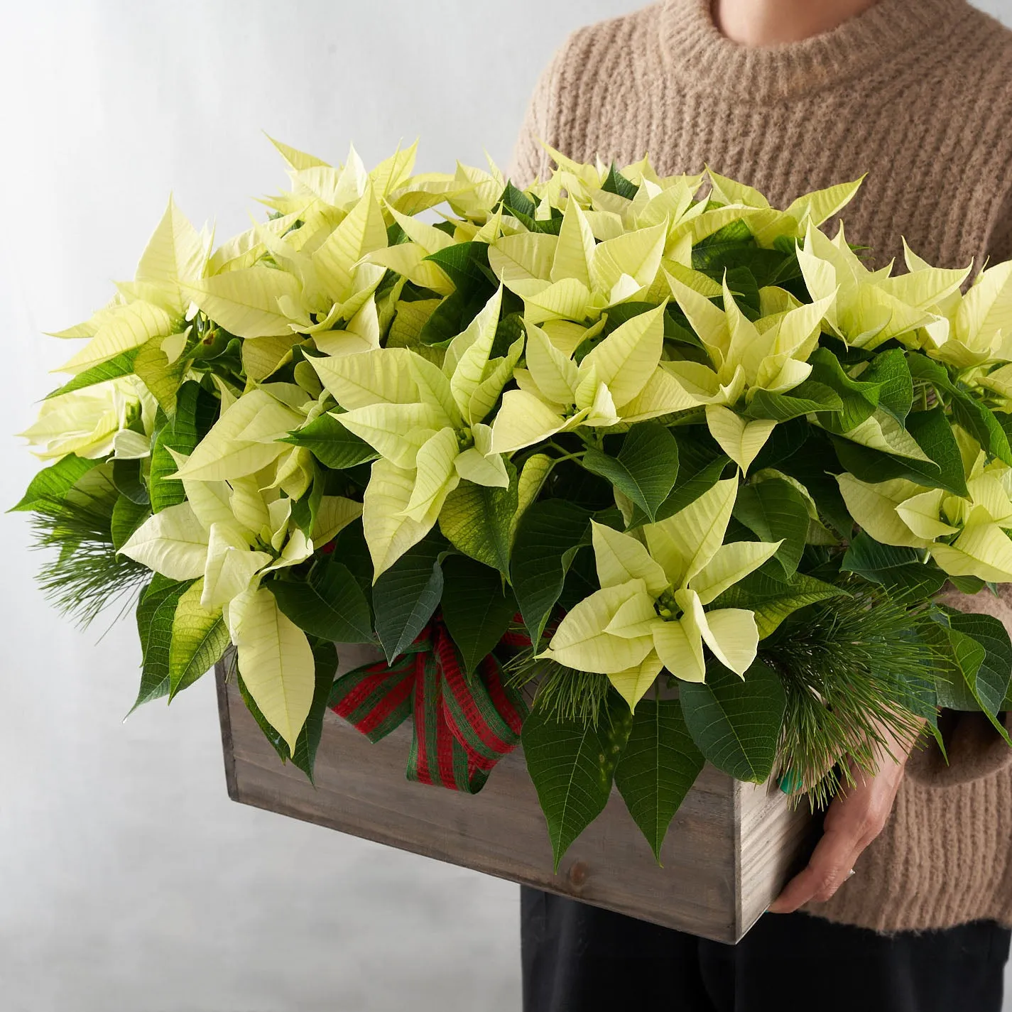 White poinsettias in large wooden box