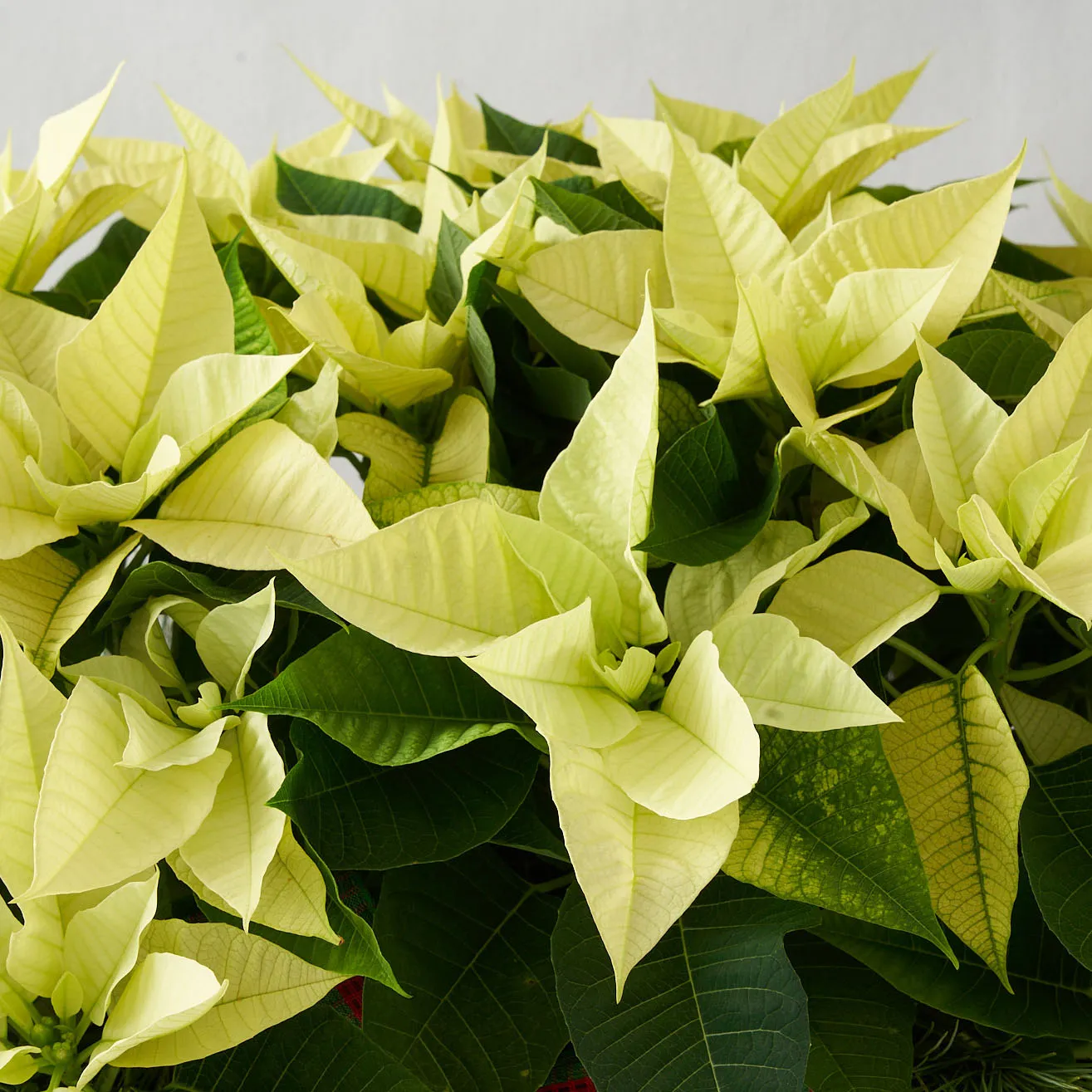 White poinsettias in large wooden box